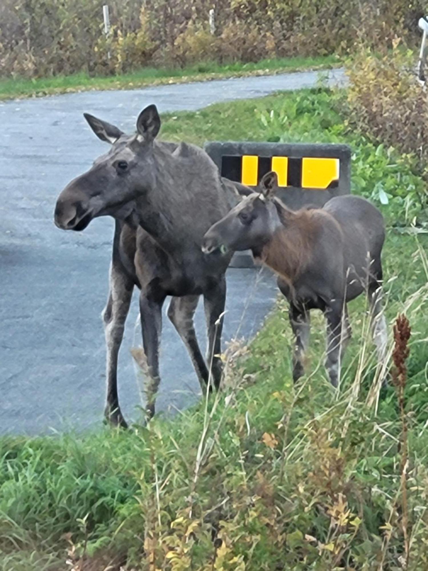 Sokkelleilighet Rett Ved Saltstraumen Lejlighed